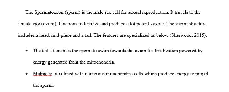 Briefly describe the structure and role of your chosen specialized cell.