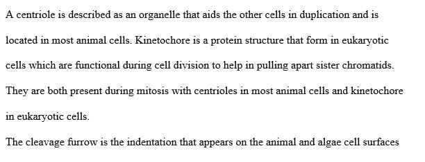 Explain the possible role of telomerase in cellular aging and in cancer formation.